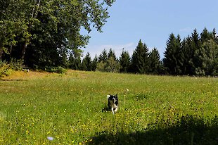 Urlaub im schönen Zellertal